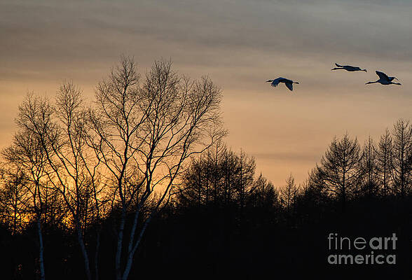 Winter Photograph - Red Crowned Crane At Sunset #2 by Natural Focal Point Photography