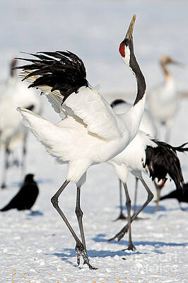 Photograph - Red-Crowned Crane Dance #2 by Natural Focal Point Photography