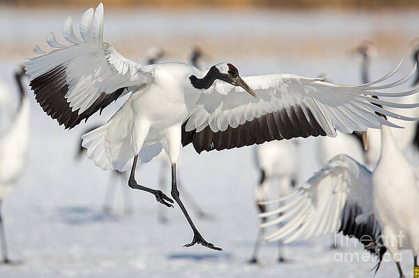 Winter Photograph - Red Crowned Crane Landing #2 by Natural Focal Point Photography