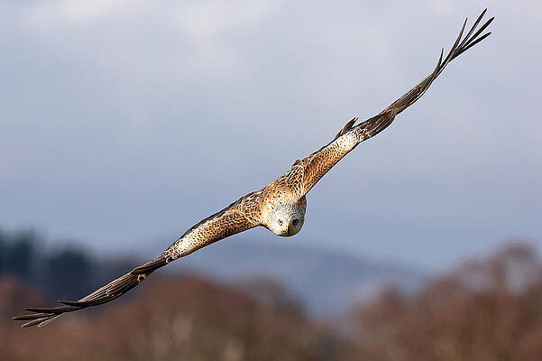 Bird Wall Art featuring the photograph Red Kite Soaring #1 by Grant Glendinning