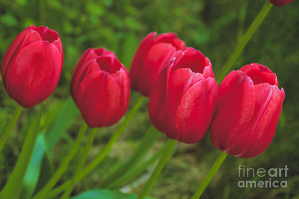 Spring Wall Art featuring the photograph Red Tulips #1 by William Norton