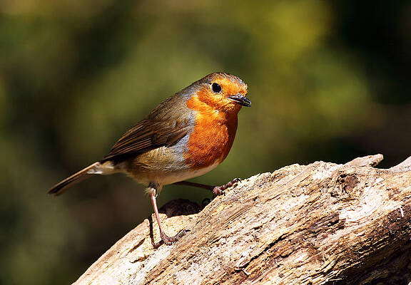 Bird Wall Art featuring the photograph Robin #1 by Grant Glendinning