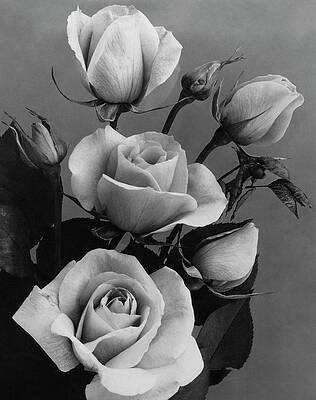 Elegant Black and White Roses Wall Art