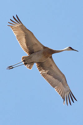 Marsh Photograph - SandHill Crane In Horicon WI #1 by Natural Focal Point Photography