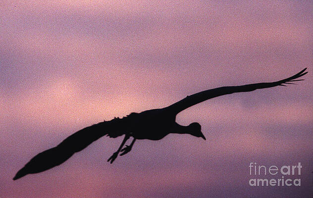 Reflection Photograph - Sandhill Crane #3 by Steven Ralser