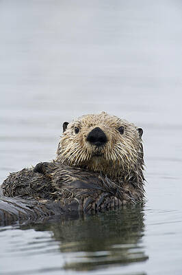 Sea Otter Alaska by Michael Quinton