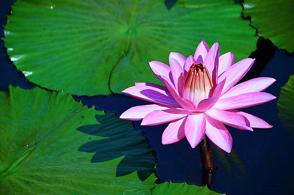 Color Photograph - Pink Waterlily by Crystal Wightman