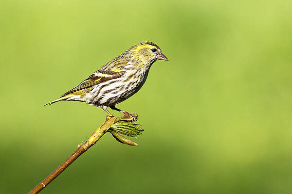 Bird Wall Art featuring the photograph Siskin #1 by Grant Glendinning