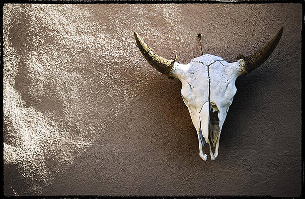 Bull Skull on Textured Wall Photograph