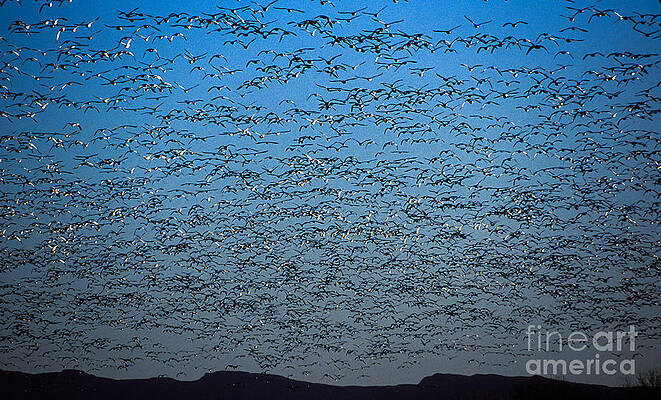 Wildlife Photograph - Snow Geese - Bosque Del Apache NWR, NM by Steven Ralser