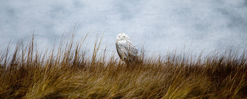 Wall Art featuring the photograph Snowy Owl #1 by Crystal Wightman