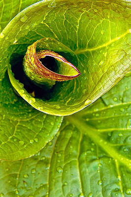 Wall Art featuring the photograph Spiral #1 by Jeff Sinon