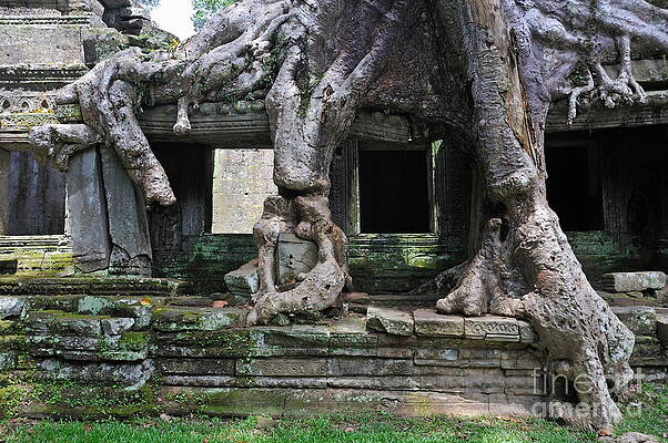 Tree Wall Art featuring the photograph Strangler Fig Tree Roots On Preah Khan Temple #1 by Sami Sarkis Photography