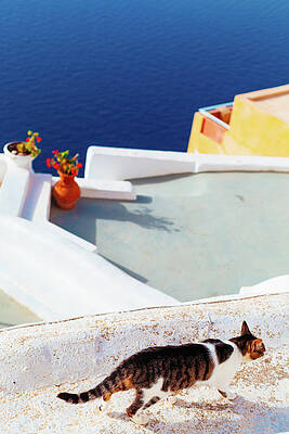 Wall Art featuring the photograph Street Cat On The Wall In Mykonos #1 by Deimagine