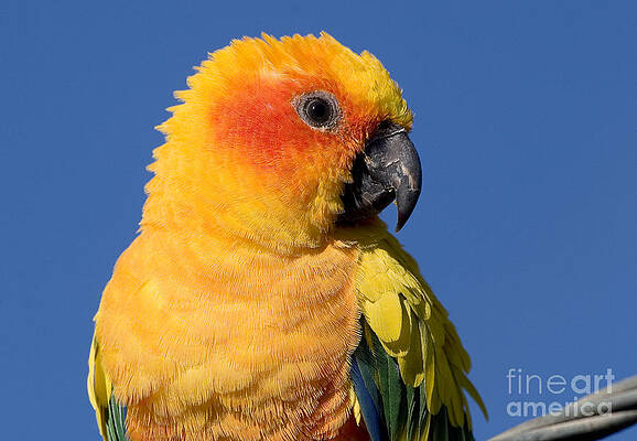 Wildlife Photograph - Sun Conure #1 by Steven Ralser