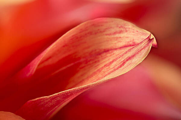 Vibrant Red Floral Close-up Photograph