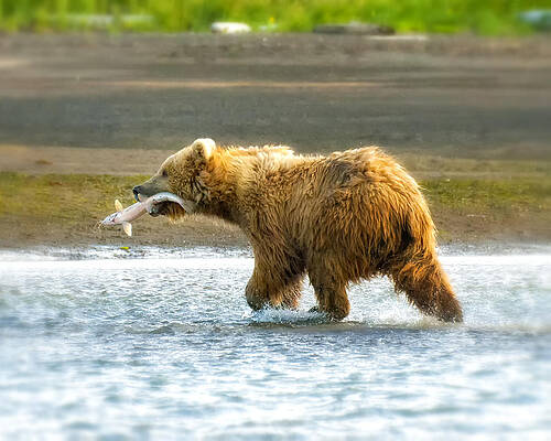 Bear Wall Art featuring the photograph Sushi #1 by Ghostwinds Photography
