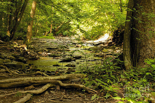 Summer Photograph - The Glen #1 by William Norton