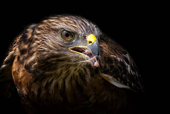 Wall Art featuring the photograph The Hunter #1 by Ghostwinds Photography