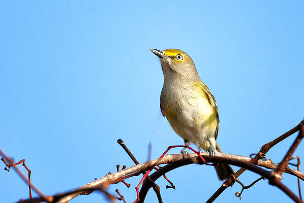 Bird Wall Art featuring the photograph The Watcher #1 by Ghostwinds Photography