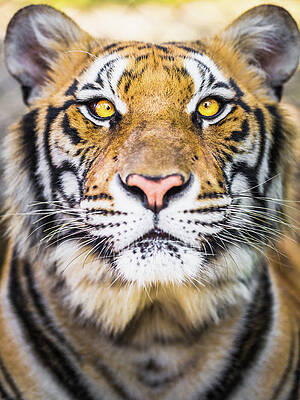 Wall Art featuring the photograph Tiger #1 by Deimagine