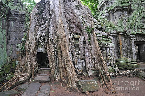 Tree Wall Art featuring the photograph Tree Roots On Ruins At Angkor Wat #1 by Sami Sarkis Photography