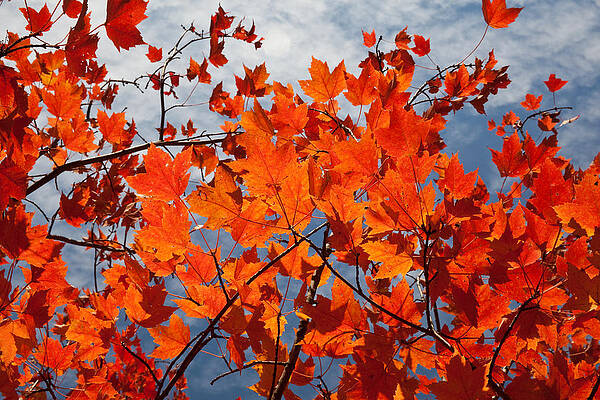 Fall Photograph - UW Arboretum Fall Colors #1 by Natural Focal Point Photography