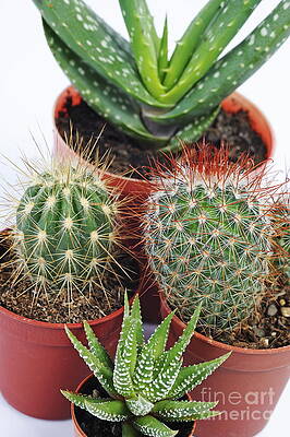 Color Image Wall Art featuring the photograph Varied Mini Cactus In Pots #1 by Sami Sarkis Photography