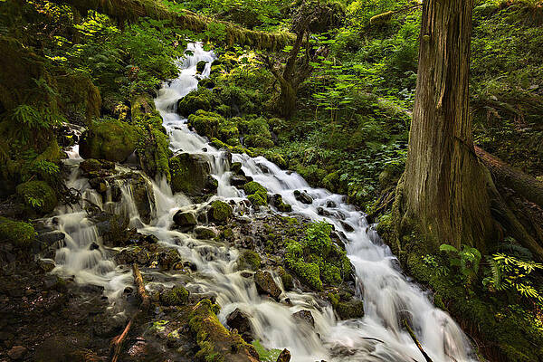 Serene Forest Waterfall Scene Wall Art