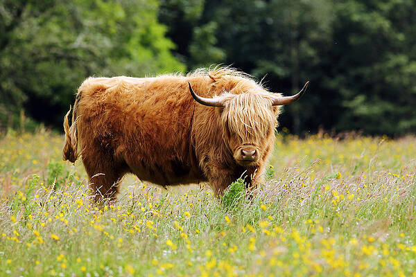 Scottish Highland Wall Art featuring the photograph Highland Cow #10 by Grant Glendinning