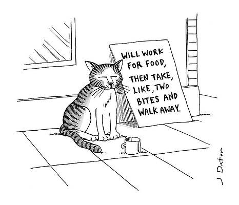 Humorous Cat with a Sign Wall Art