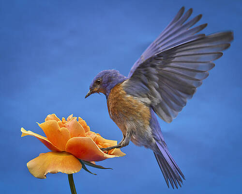 Bird Wall Art featuring the photograph Balancing Act #2 by Jean Noren