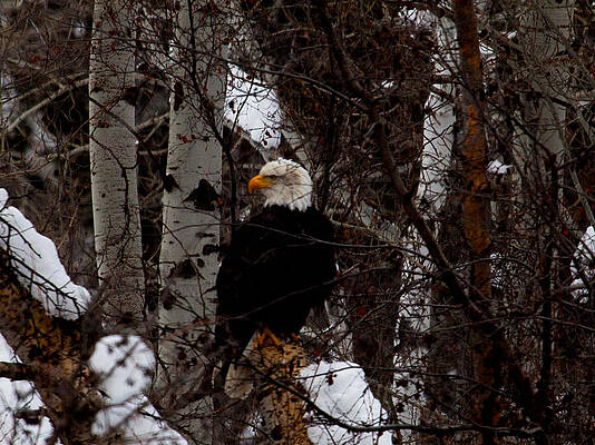 Wall Art featuring the photograph Bald Eagle #2 by Omaste Witkowski