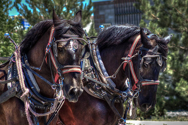 Horse Wall Art featuring the photograph 2 Bays by Carla E