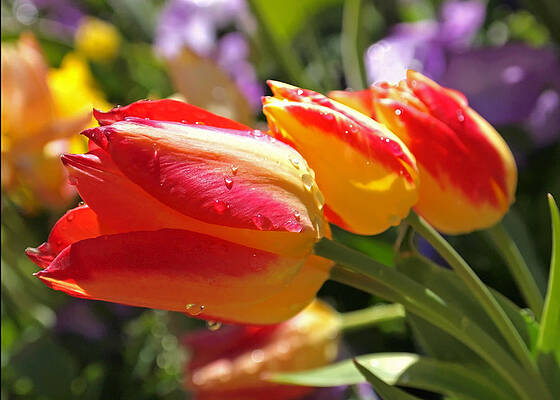 Bold Wall Art featuring the photograph Bowing Tulips by Rona Black