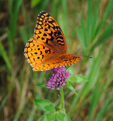 Blue Photograph - Butterfly #4 by David Hart
