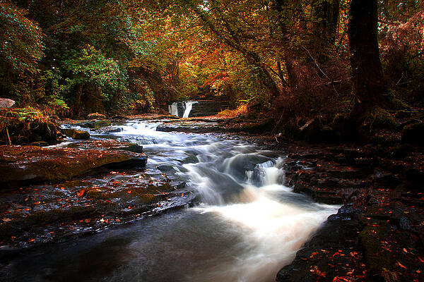 Fall Wall Art featuring the photograph Clare Glens #2 by Mark Callanan