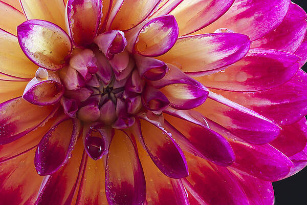 Nature Photograph - Dahlia Close Up #3 by Jean Noren