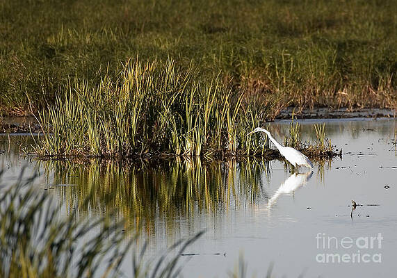 Reflection Photograph - Egret #2 by Steven Ralser