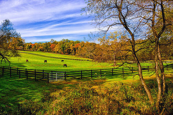 Fall Colors Horse Farm by Louis Dallara
