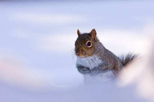 Wall Art featuring the photograph Grey Squirrel In Snow by Jeff Sinon