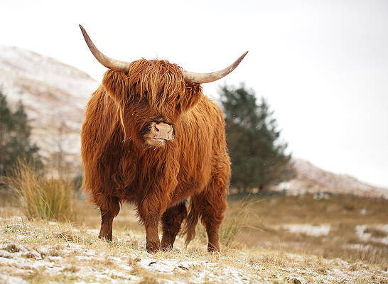 Scottish Highland Wall Art featuring the photograph Highland Cow #2 by Grant Glendinning