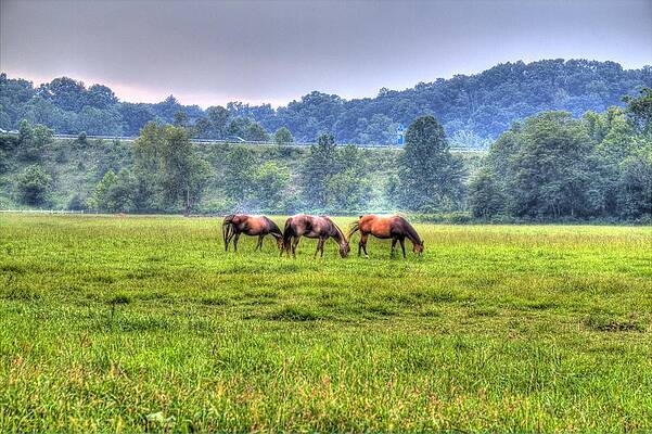 Green Wall Art featuring the photograph Horses In A Field #2 by Jonny D