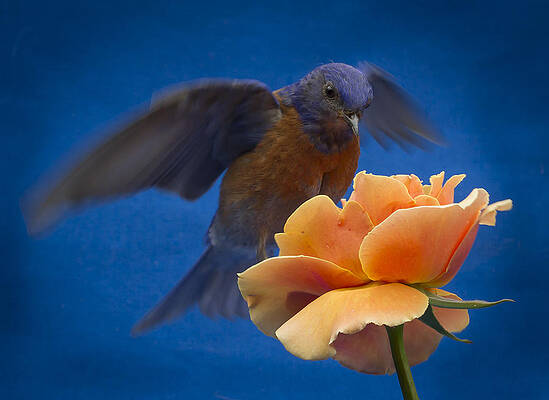 Bird Wall Art featuring the photograph Hovering #2 by Jean Noren