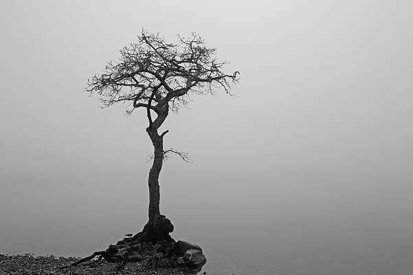 Minimalist Wall Art featuring the photograph Loch Lomond Tree #2 by Grant Glendinning