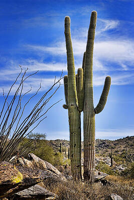Tall Cactus in Desert Landscape Photograph