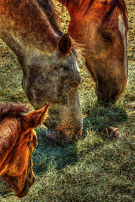 Horse Wall Art featuring the photograph 2 Mares 2 Colts by Carla E