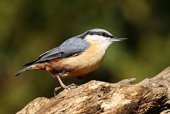 Bird Wall Art featuring the photograph Nuthatch #2 by Grant Glendinning