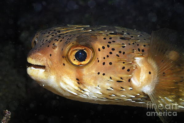 Animal Wall Art featuring the photograph Porcupine Fish #2 by Sami Sarkis Photography