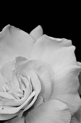 Wall Art featuring the photograph Black And White Flower by Crystal Wightman
